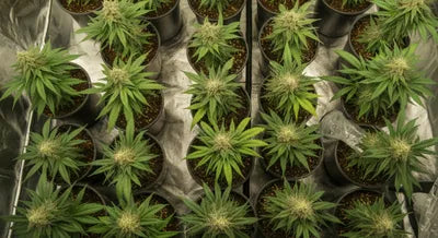 How to Maximize Yield in Small Spaces: Micro Growing Techniques