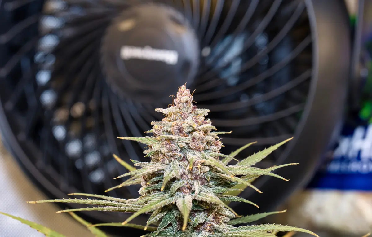 Best Fan Position to Cool a Grow Tent