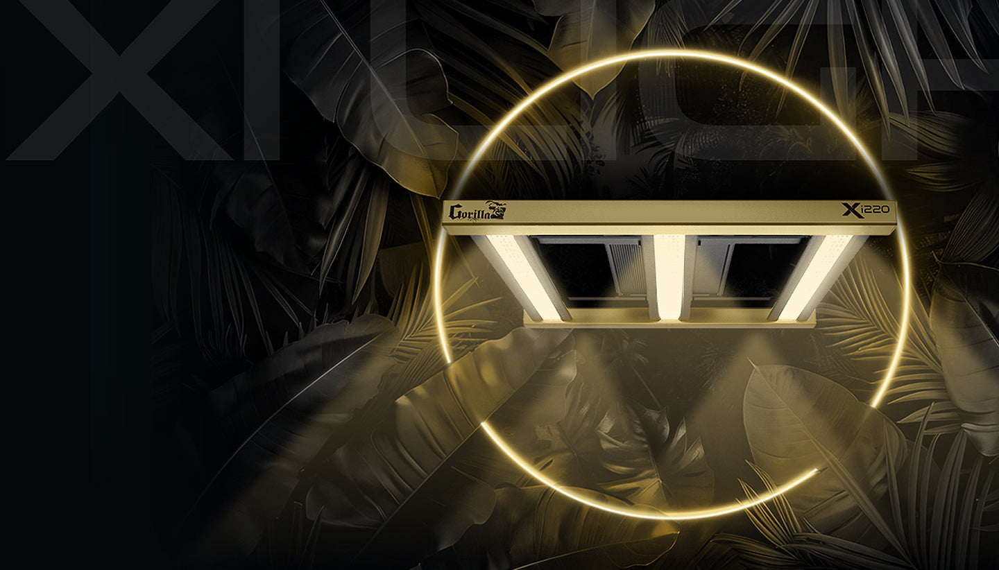 plant growing lights