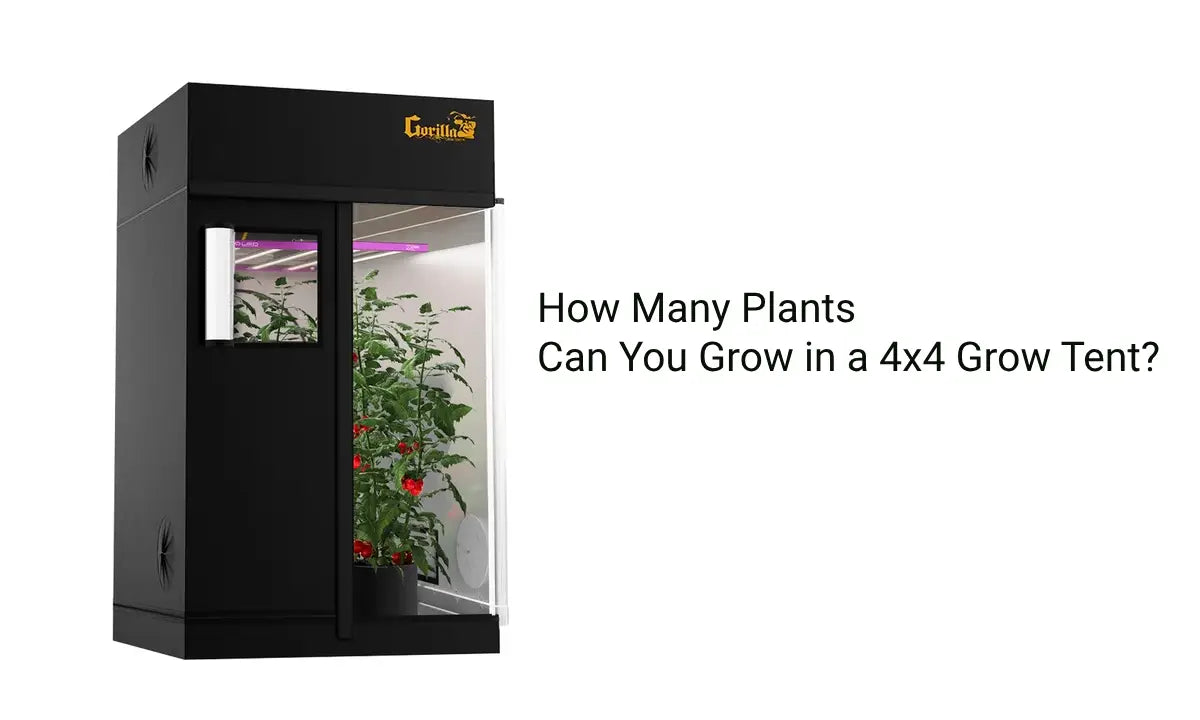 How Many Plants Can You Grow in a 4x4 Grow Tent?