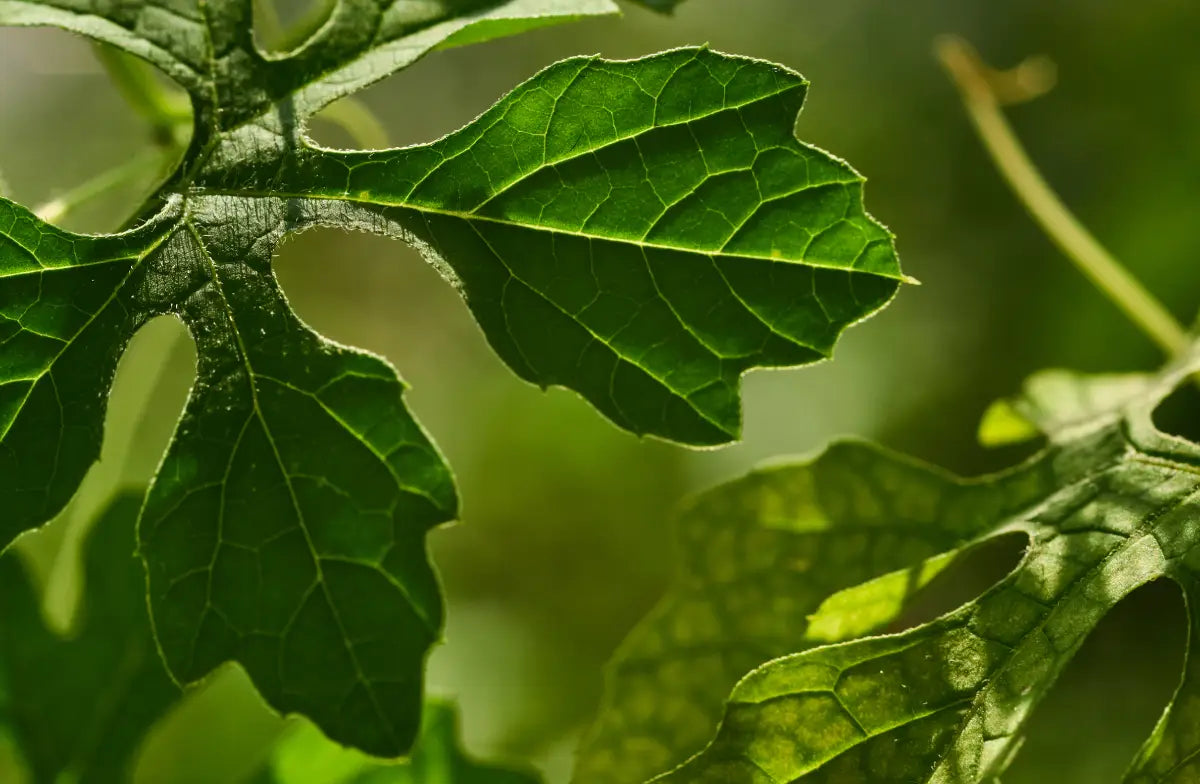 Plant Leaf Nutrients: Essential Guide to Healthier, Greener Leaves