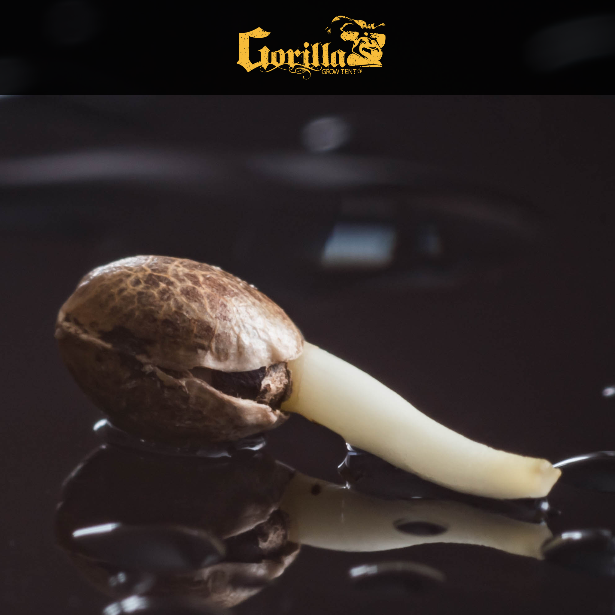 Germination