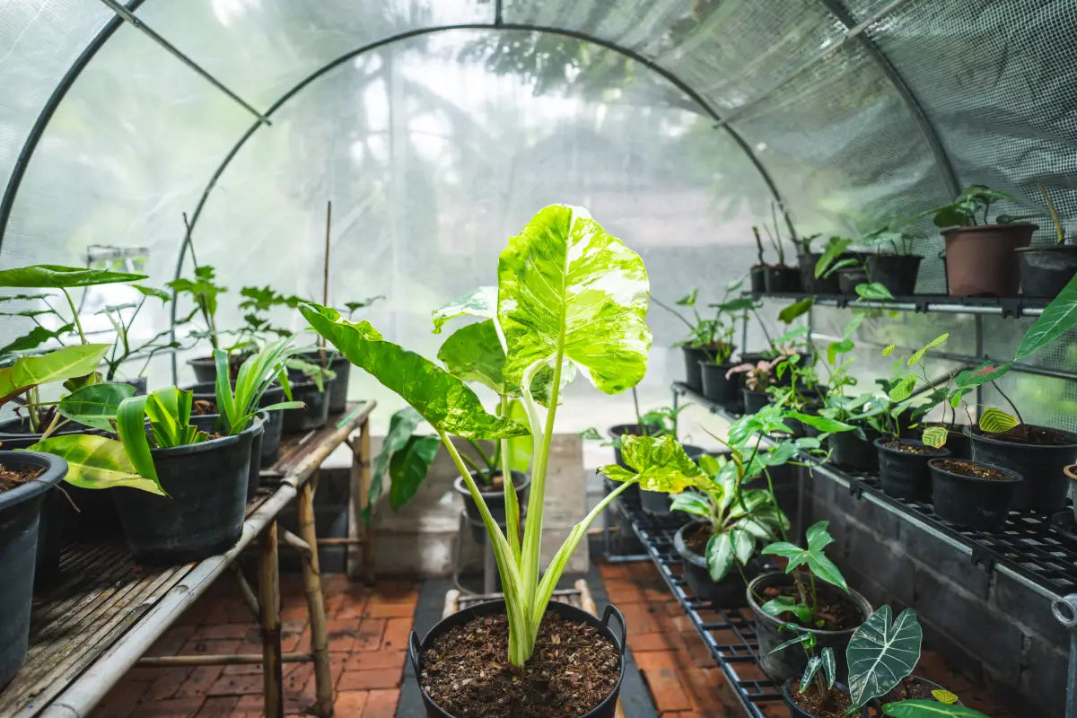 What is VPD in a Grow Tent?