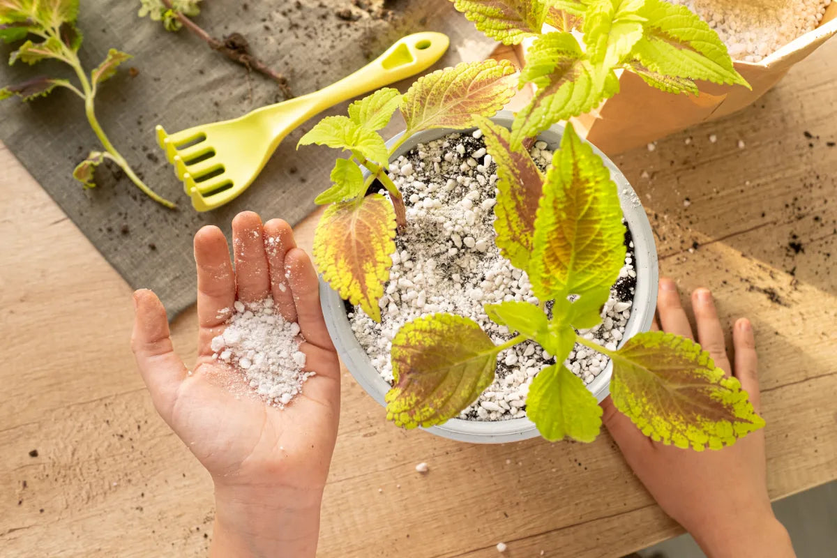 Calcium for Plants: Importance and Application Tips
