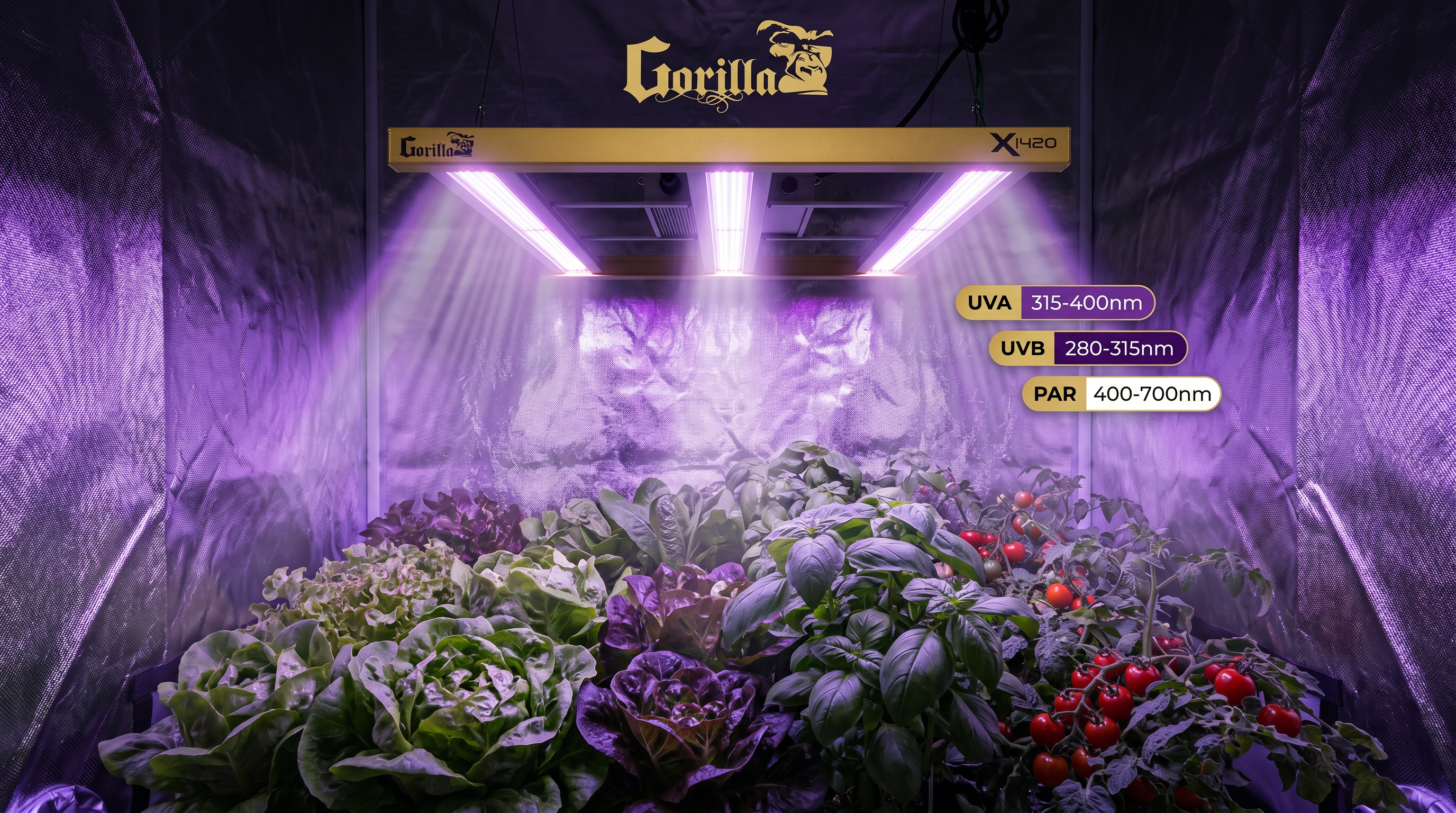 Gorilla Xi420 LED with UV spectrum (UVA/UVB/PAR) illuminating lettuce, basil, and cherry tomatoes inside a grow tent