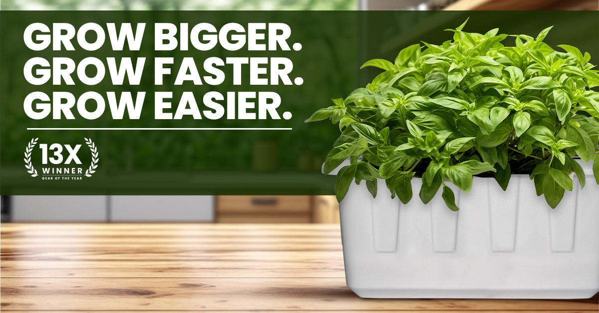 Deep Water Culture Hydroponic System: A Complete Guide display picture 1