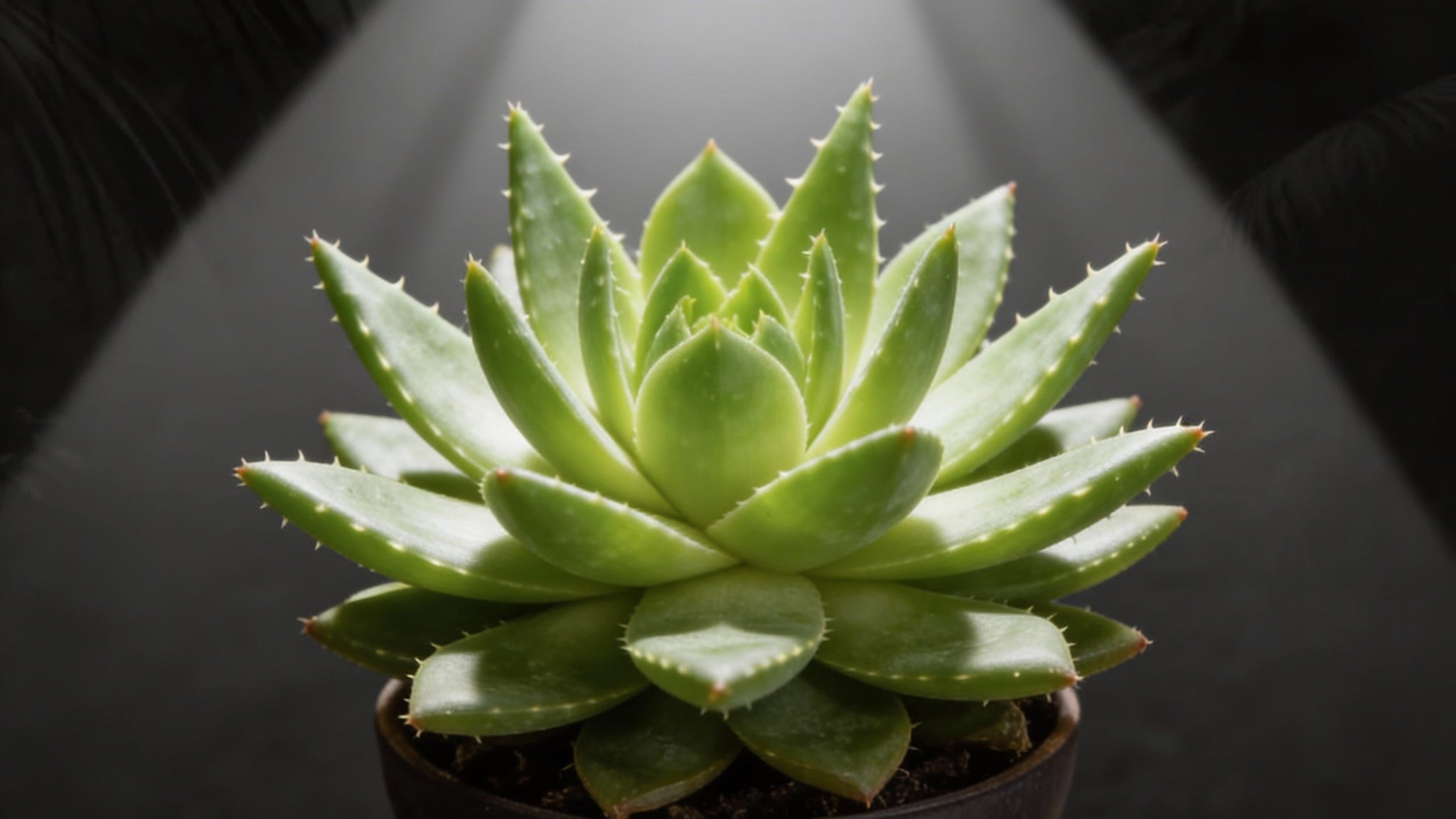 Grow Light for Aloe Vera: Complete Guide to Thriving Plants