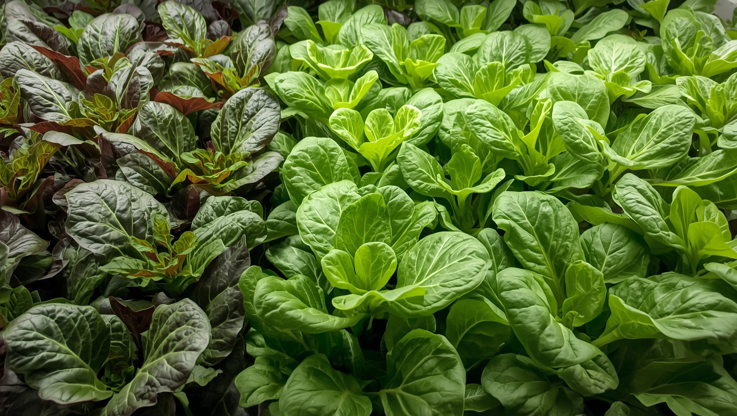 Top Plants to Grow in Hydroponics