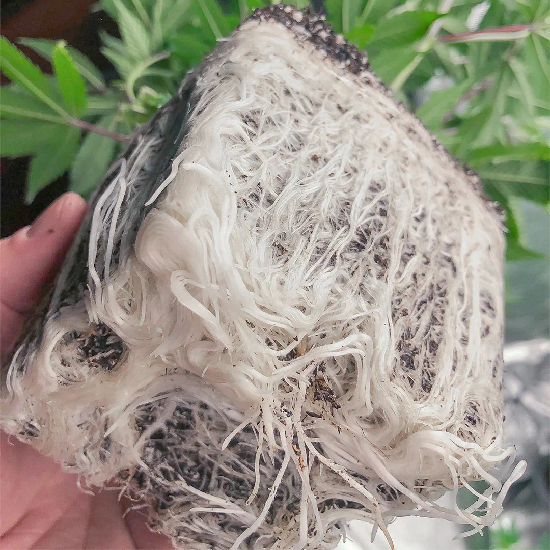 Hydroponic Nutrients: Essential for Thriving Plants