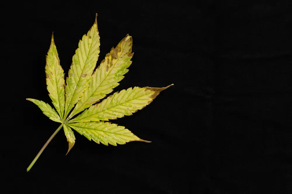 How to Fix Nutrient Burn in Plants: A Step-by-Step Guide
