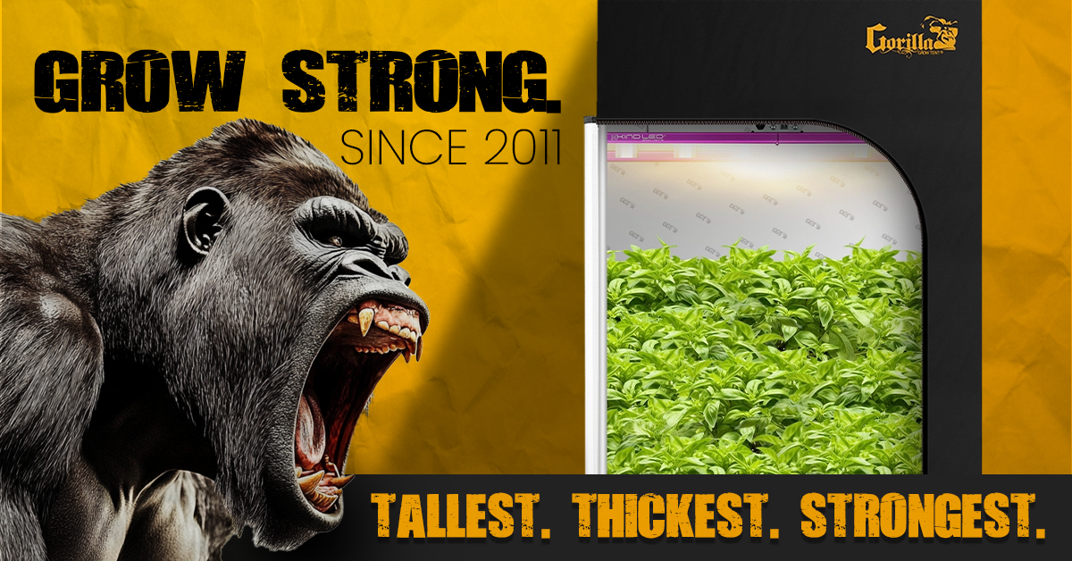 A spacious Gorilla Grow Tent with healthy plants growing under full-spectrum LED lights, showcasing the ideal setup for indoor cultivation.