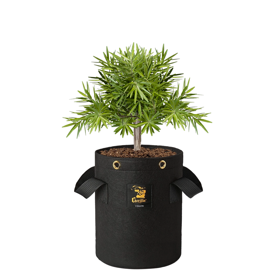 1 gallon pot plant Gorilla 1 Gallon Grow Bag (4 Pack)