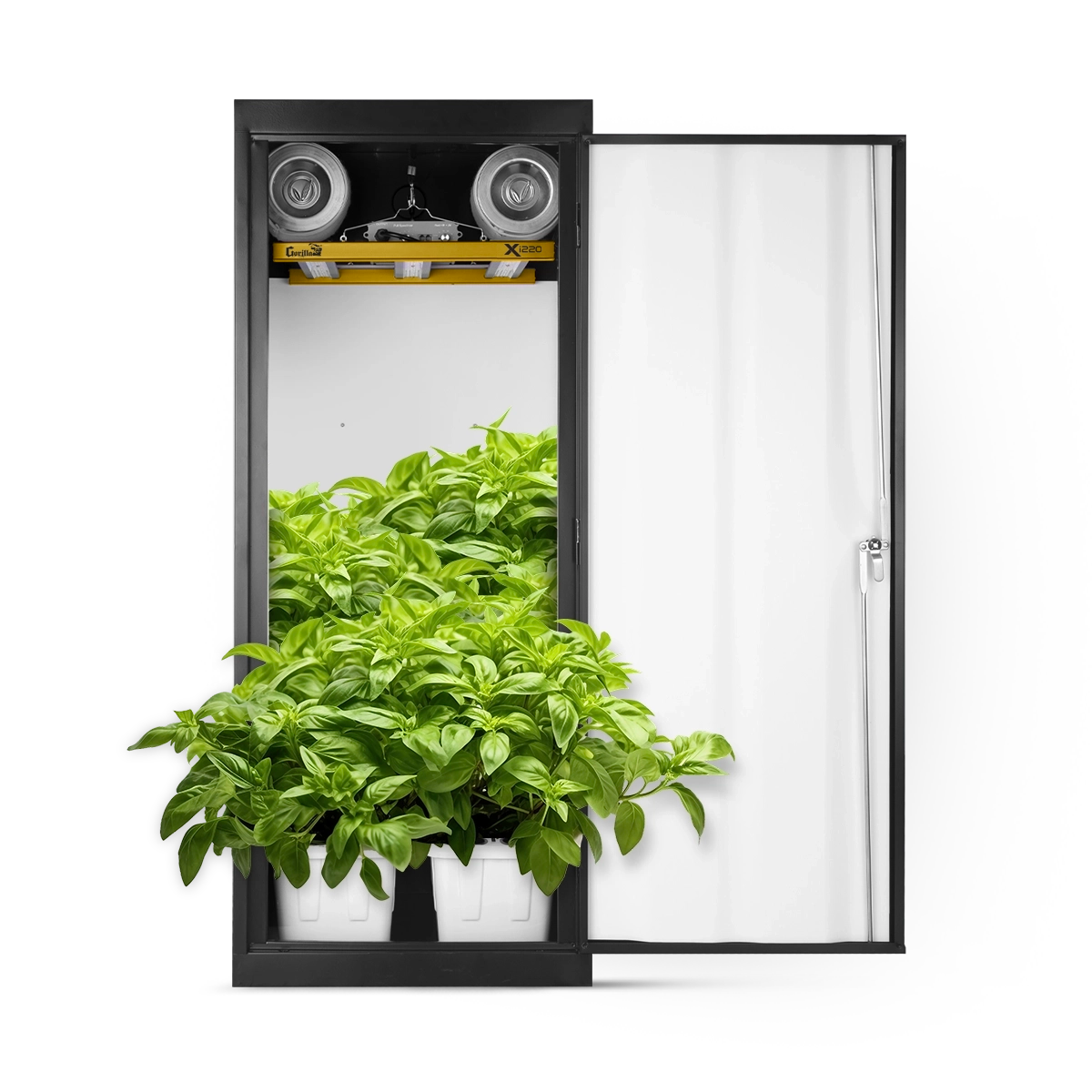plants mania　THE SIDE UP BOX plants mania THE SIDE UP BOX I Tropicals ZZ Plant or Zamia