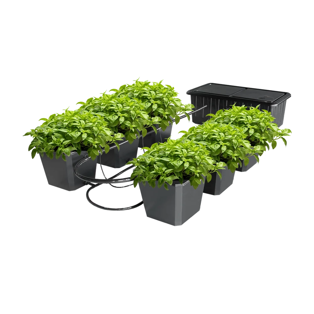 Hydroponic Bucket System
