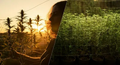 SCROG vs SOG: Which Training Method Maximizes Yield?