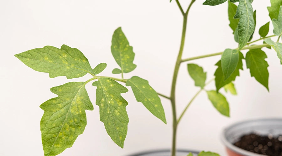 Impact of Magnesium (Mg) Nutrient Deficiencies on Plant Growth and Development