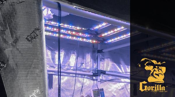 Can Led Lights Grow Plants?