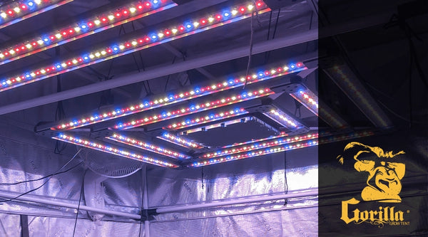 Maximizing Yield with Vegetative Spectrum LED Grow Lights