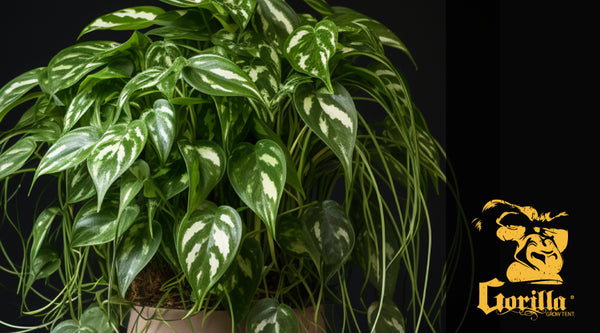 Fast Growing Houseplants to Bring Life to Your Home