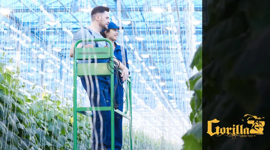 Hydroponic Greenhouse: Efficient and Sustainable Farming Solutions