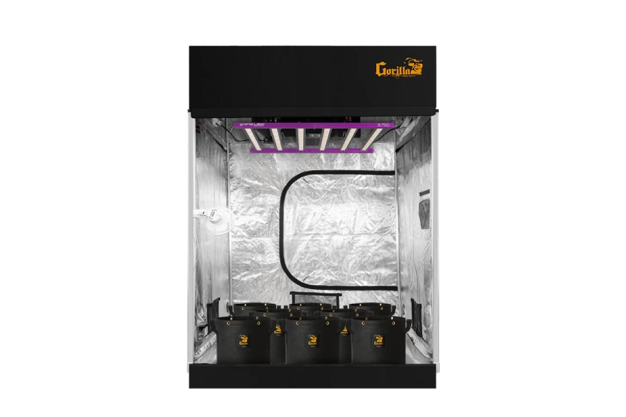 Grow Room vs. Grow Tent: Choosing the Best Setup