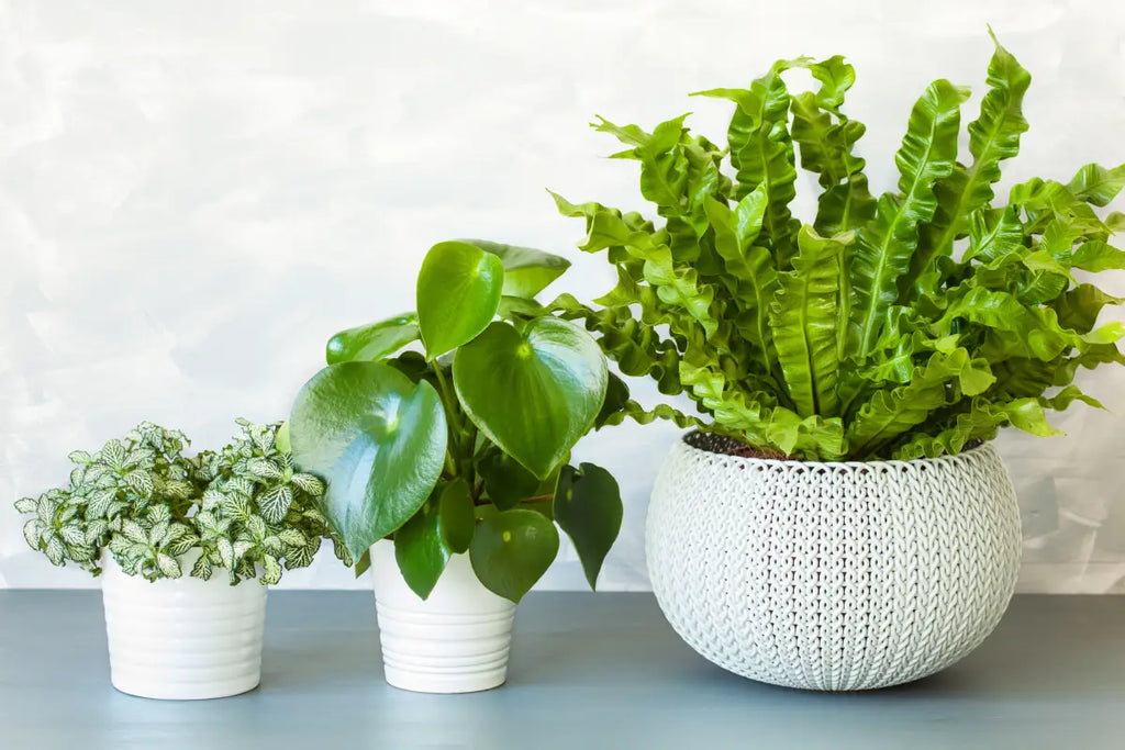 home depot potted plant Explore Our Pothos Silvery Ann