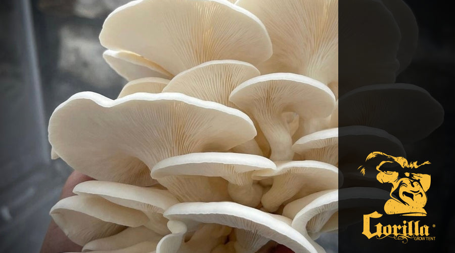Mushroom grow tent setup with various stages of mushroom growth.