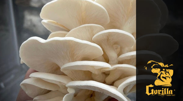 Mushroom grow tent setup with various stages of mushroom growth.