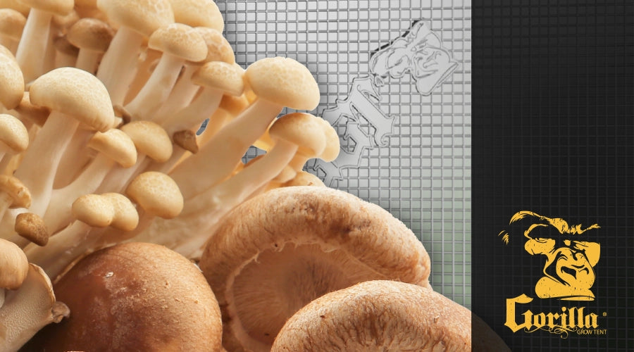 How to Grow Shrooms?