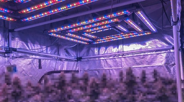How to Install LED Grow Lights in Your Indoor Garden