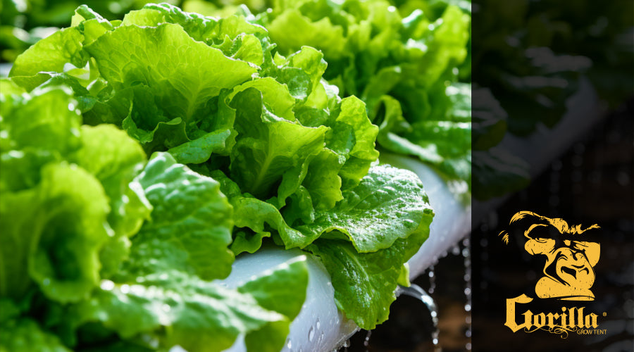 Hydroponic Lettuce: A Beginner's Guide to Growing Your Own Crisp Greens