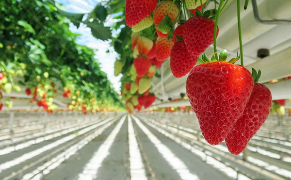 Hydroponic Strawberries: A Guide to Growing Strawberries Without Soil