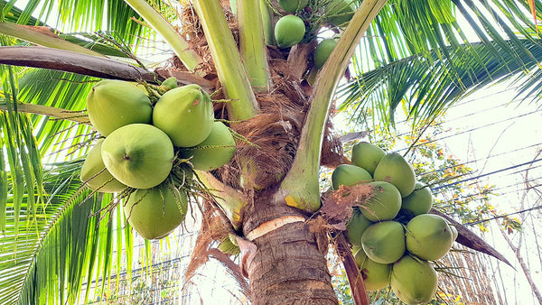 Why Coconut Carbon?