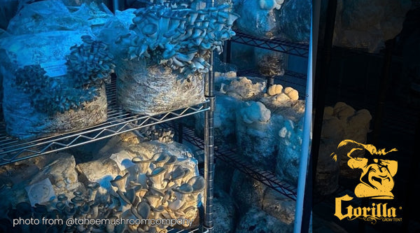 Growing Gourmet and Medicinal Mushrooms