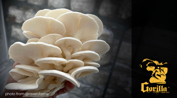 A Beginner's Guide to Cultivating Mushrooms at Home