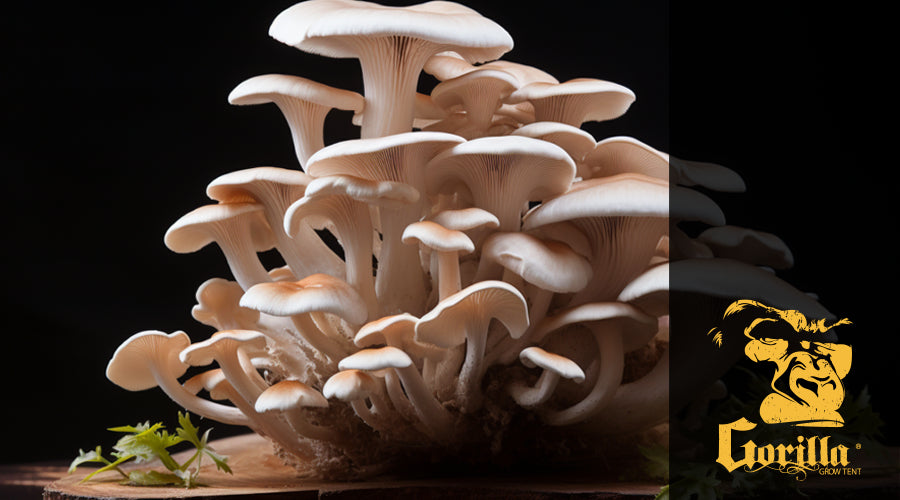 Growing Oyster Mushrooms: Ultimate Guide to Cultivation & Tips