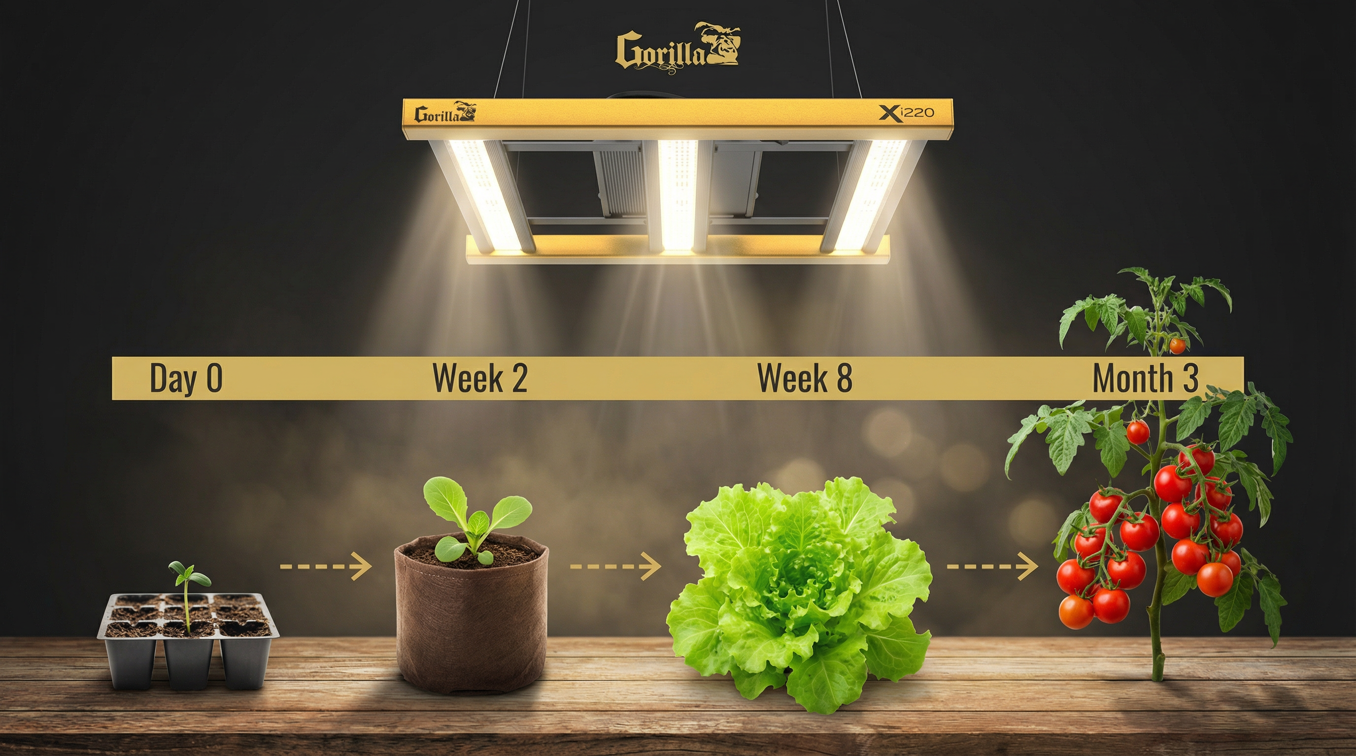 Plant growth timeline from seed to cherry tomato under Gorilla Xi220 LED — Day 0 to Month 3