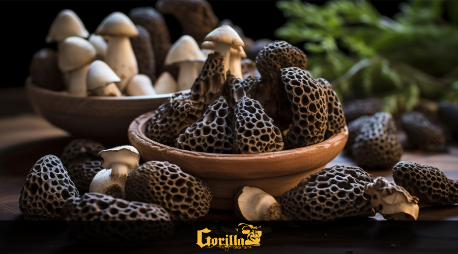 How to Grow Morel Mushrooms