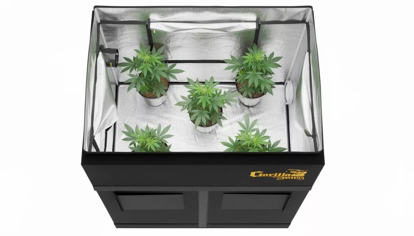 Best Grow Light for 4x4 Tent