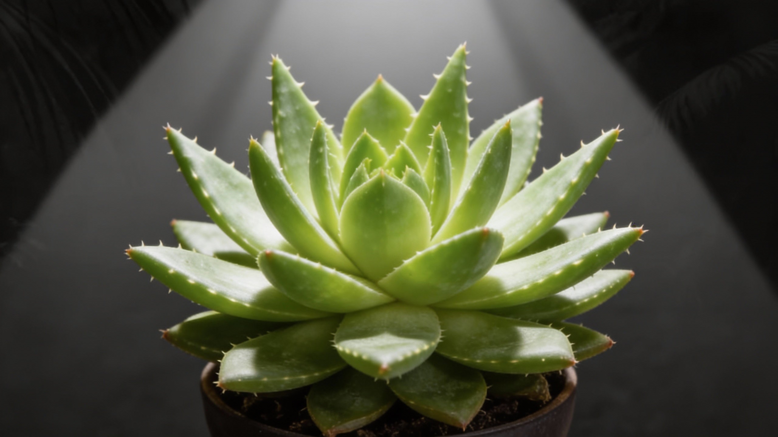grow light for aloe vera