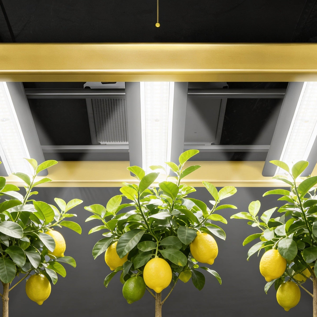 Grow Light Lemon Tree: Complete Indoor Growing Guide 2025