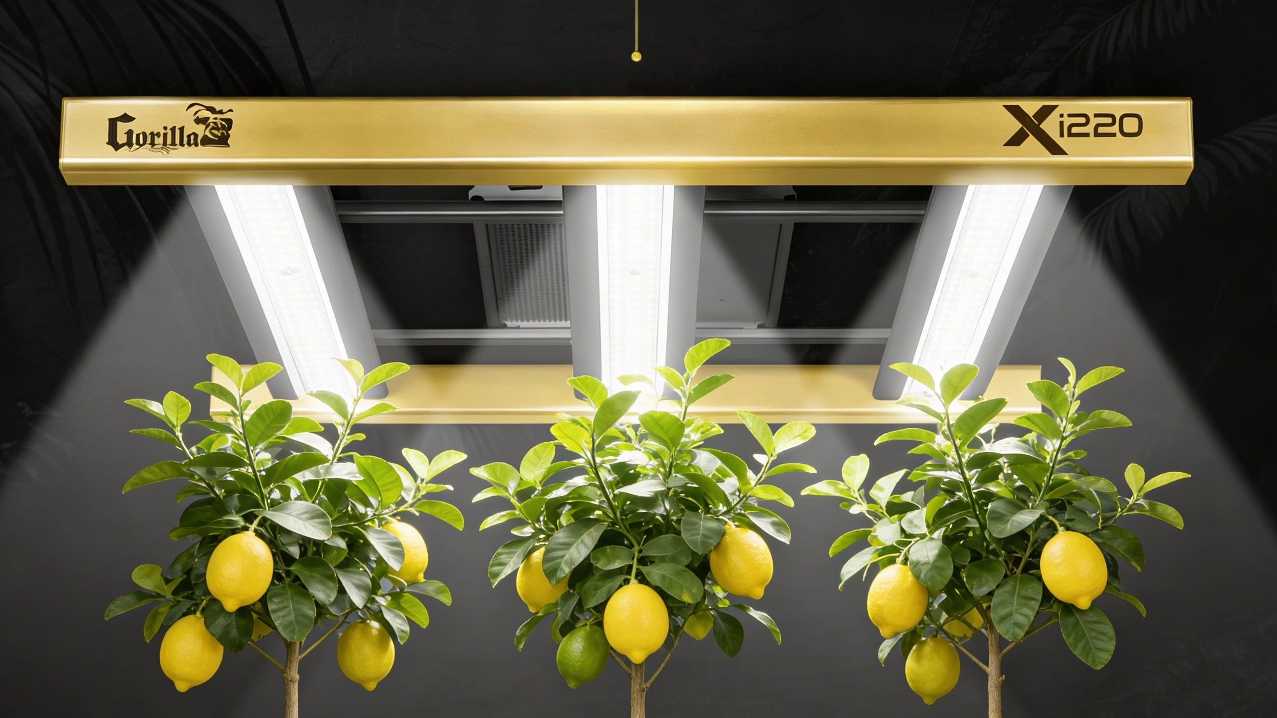 grow light lemon tree