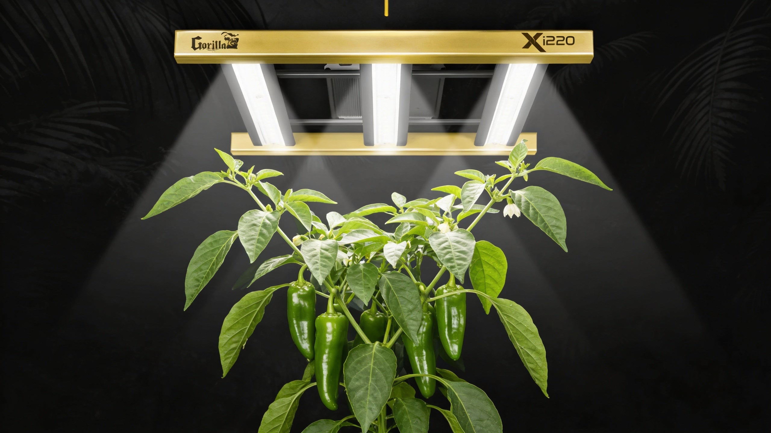 grow lights for pepper plants