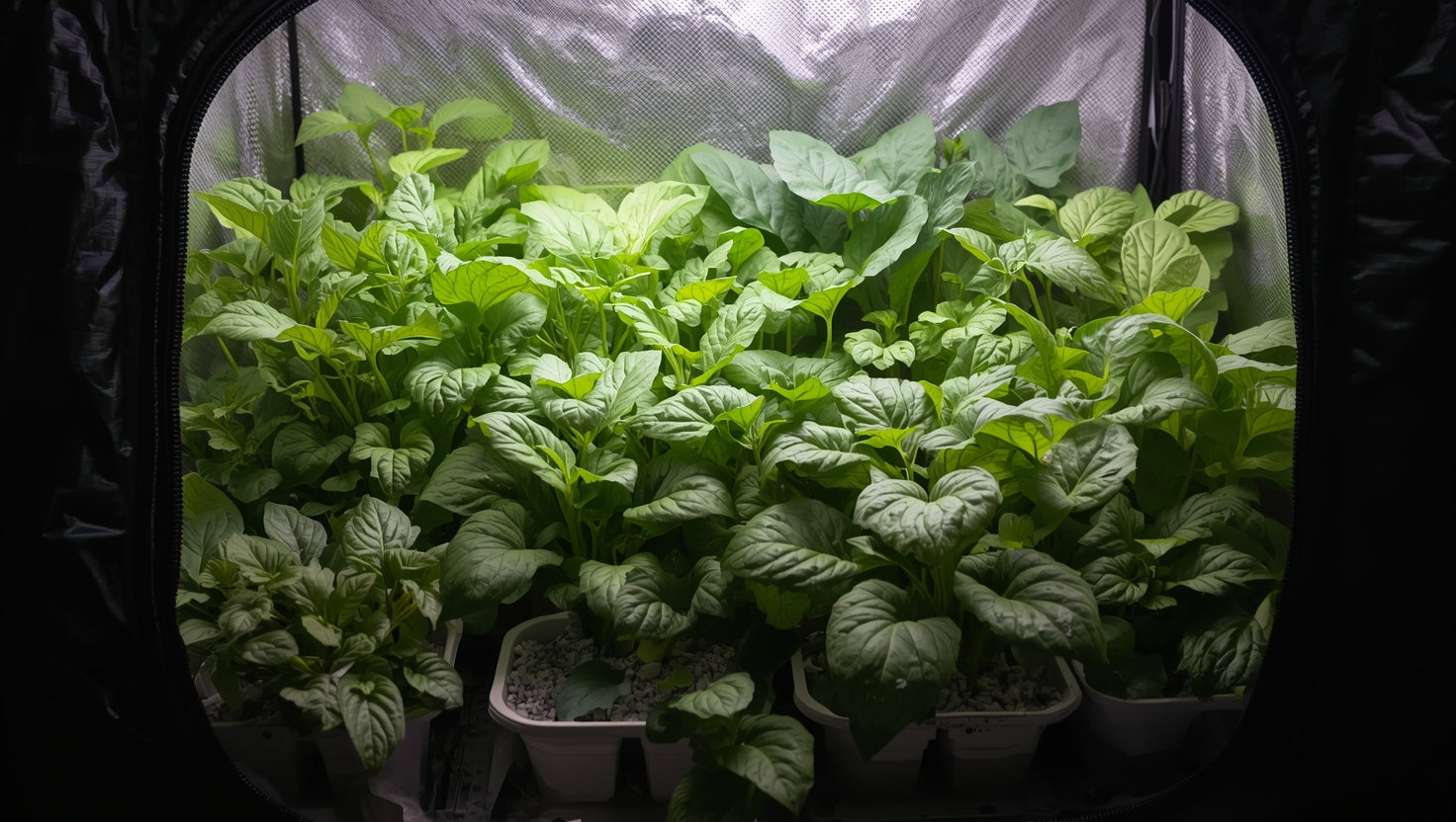 Maximizing Space in Your Indoor Greenhouse