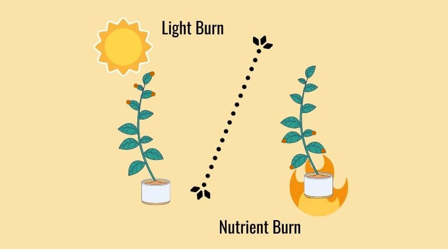 What is Led Light Burn?