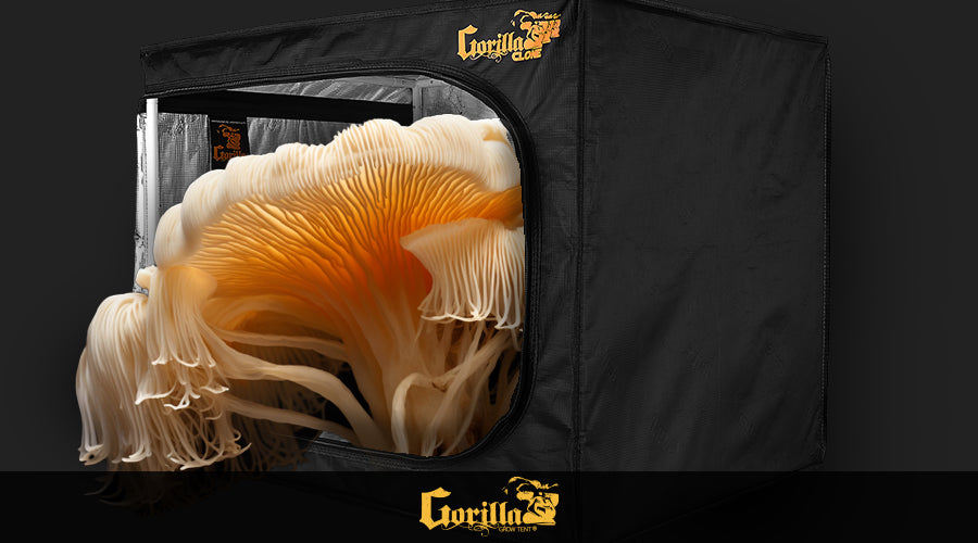 Cultivating Wisdom: A Guide to Lion's Mane Mushroom Grow Kits