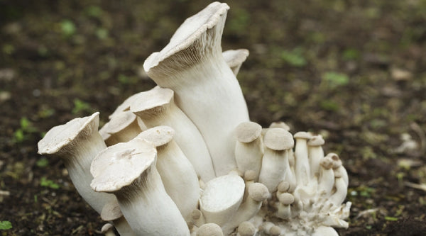 The Fascinating Process of How Mushrooms Grow: A Step-by-Step Guide