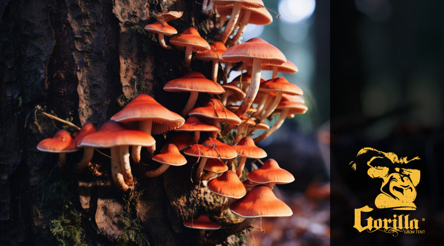 Mushrooms That Grow on Trees
