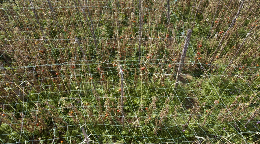 Tomato Trellis: What is It, How to Use