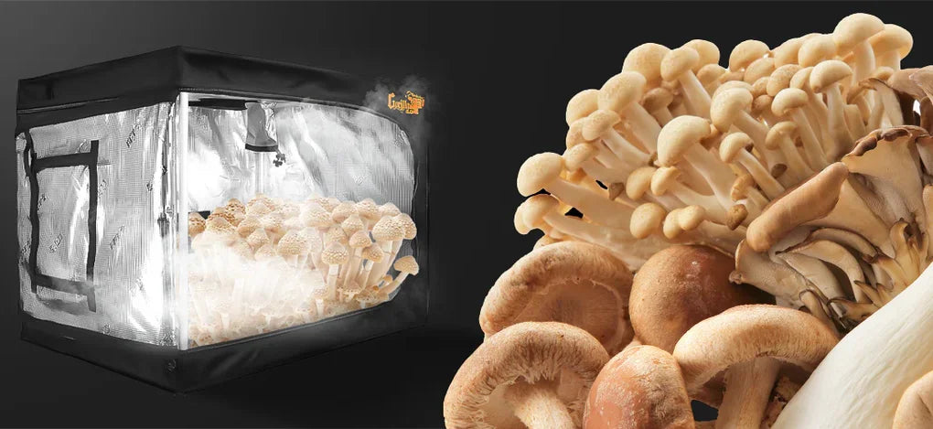 Compact Indoor Mushroom Grow Tent for Home Cultivation